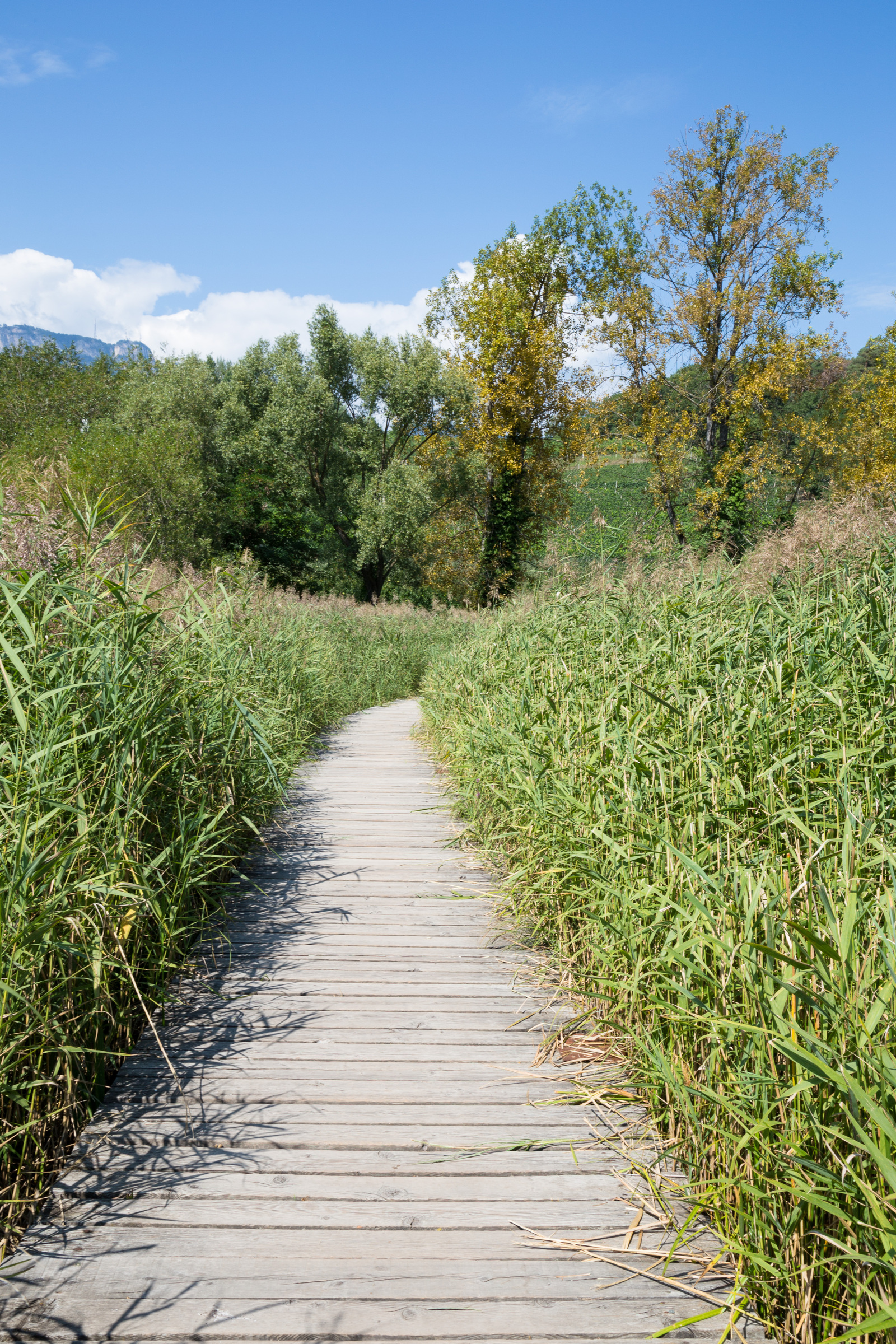 Biotop am Montiggler See