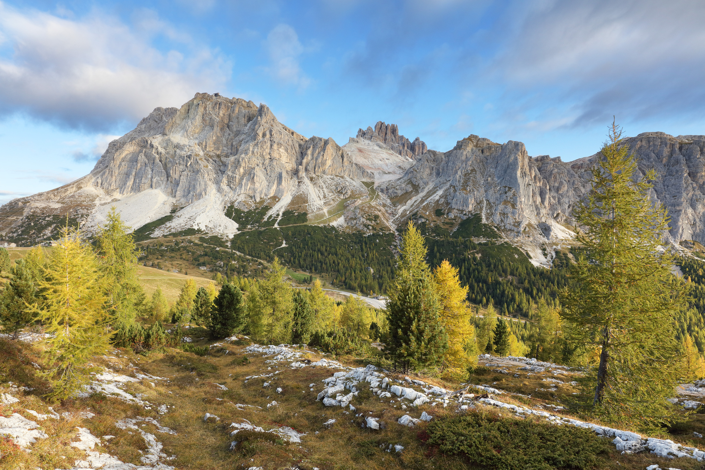 Lärchen am Falzaregopass im Herbst