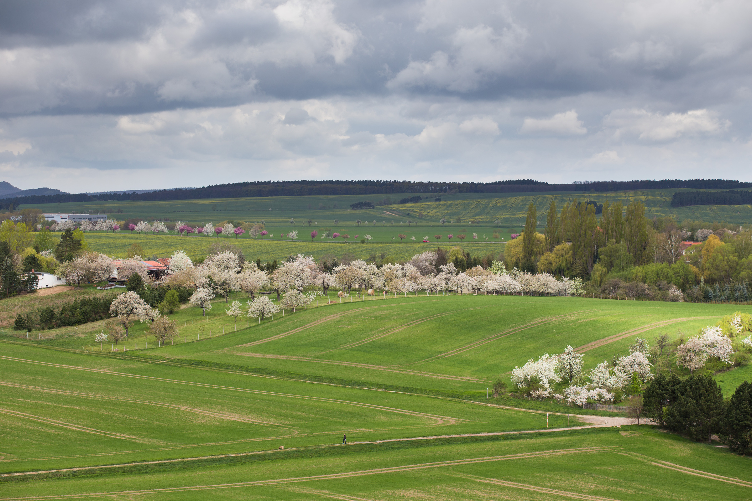 Frühling im Harz