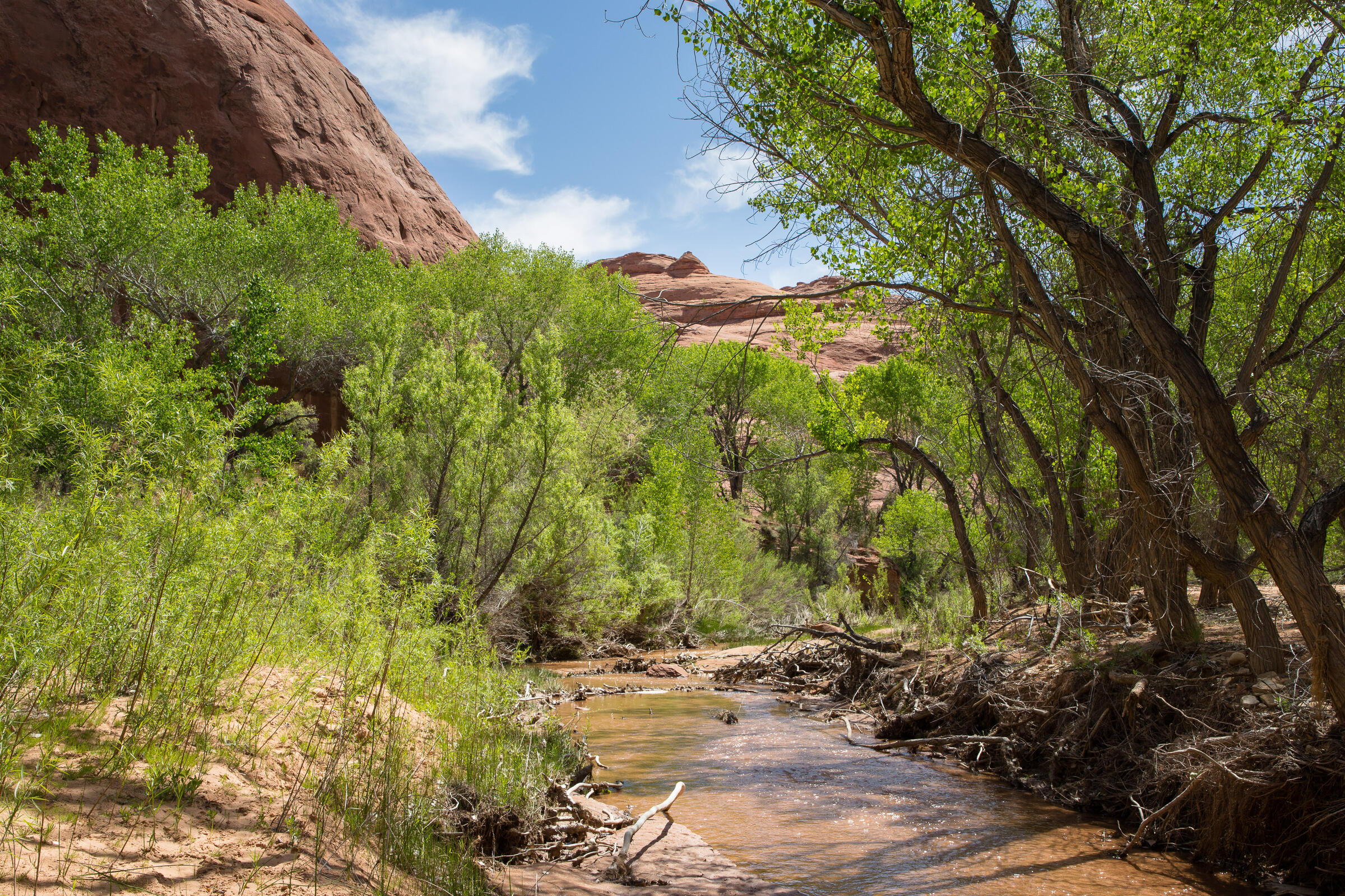 Dicht bewachsenes Ufer am Coyote Creek