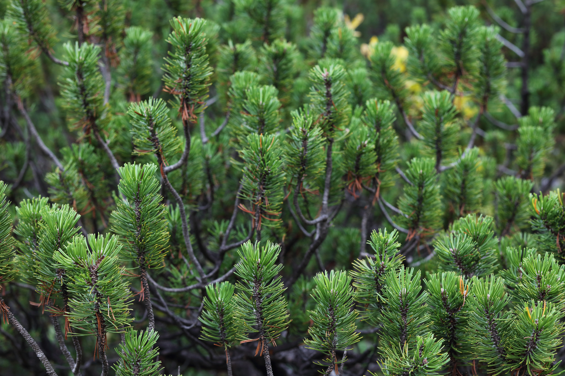 Latschenkiefer Nahaufnahme