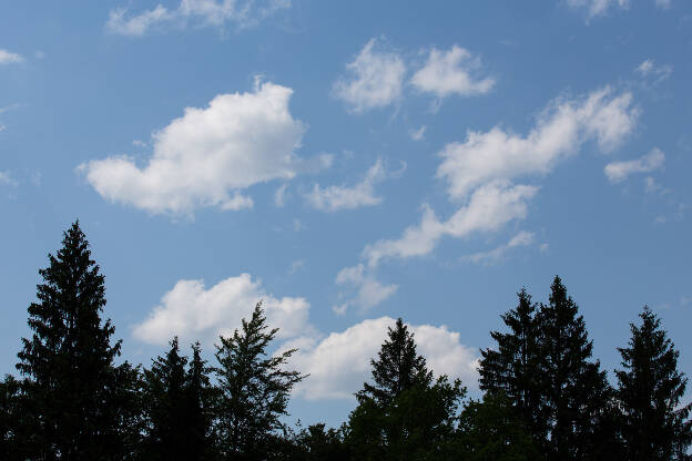 Wolken hinter einer Tannensilhouette