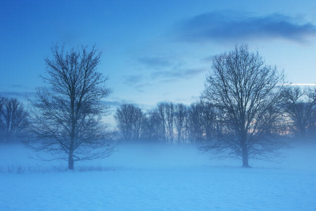 Zwei Bäume in den Siegauen im Winter bei Nebel