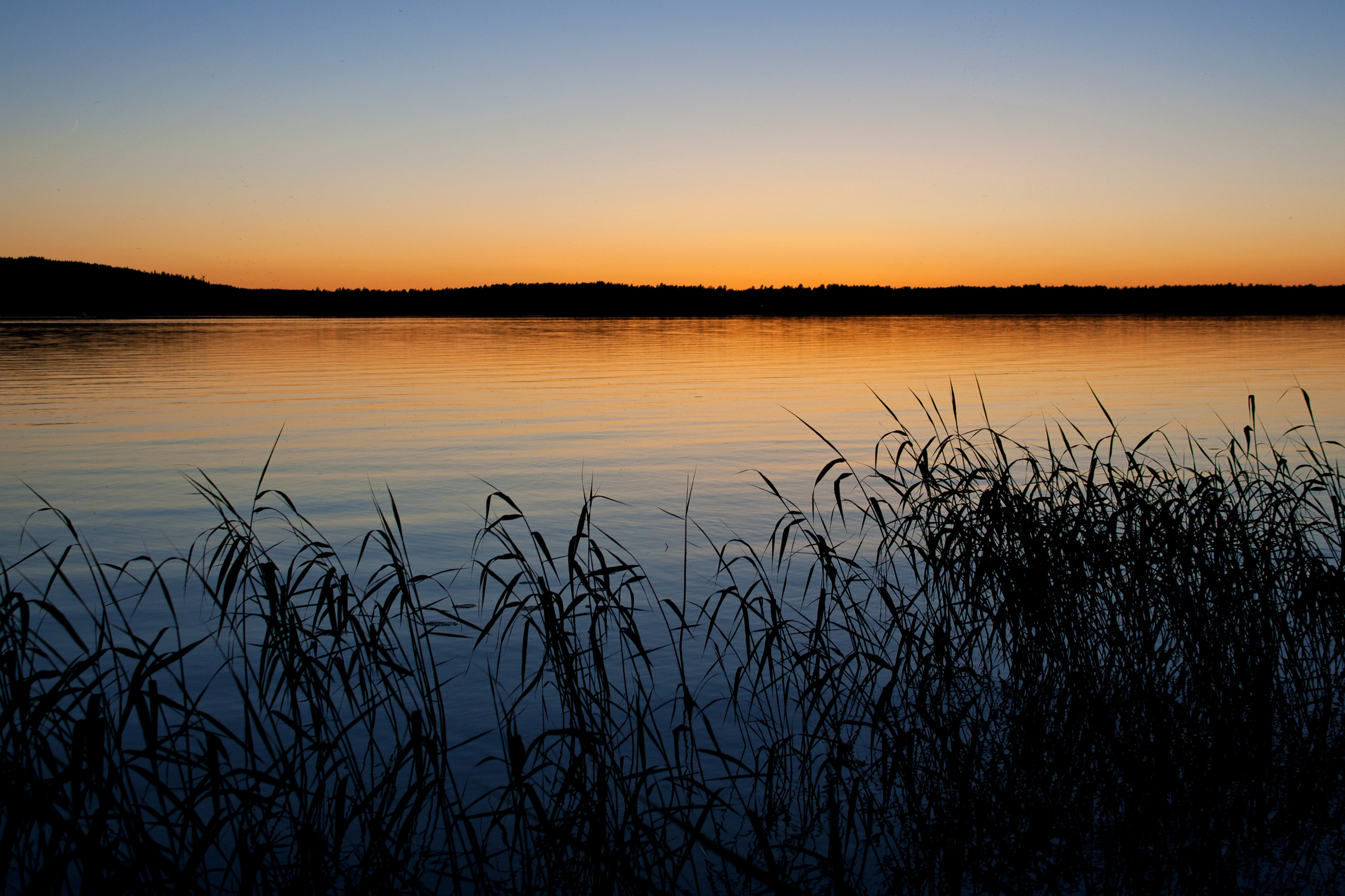Schilf an einem See in Schweden