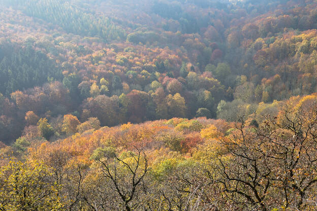 Wälder im Siebengebirge im Herbst