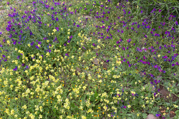 Wiese mit gelben und lila Blumen