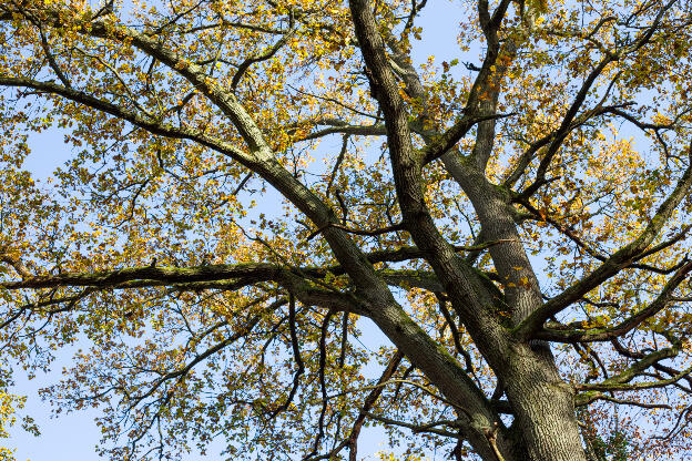 Baumkrone einer Eiche im Herbst