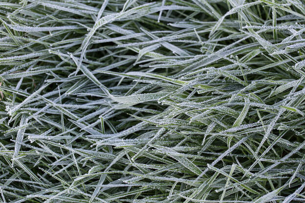 gefrorenes Gras