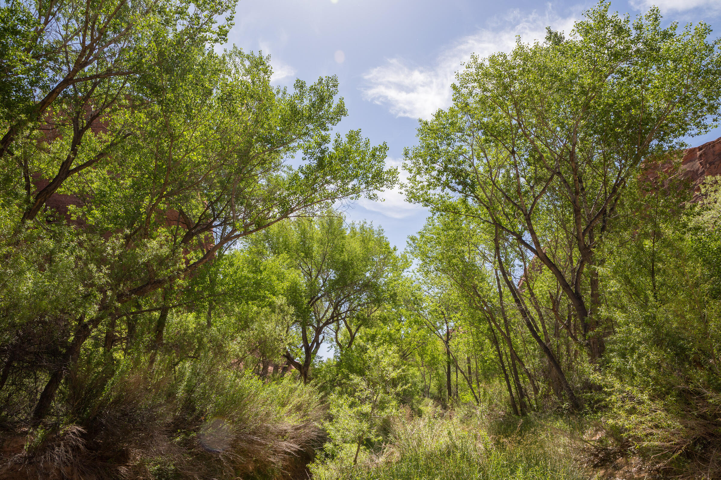 Wald im Coyote Gulch