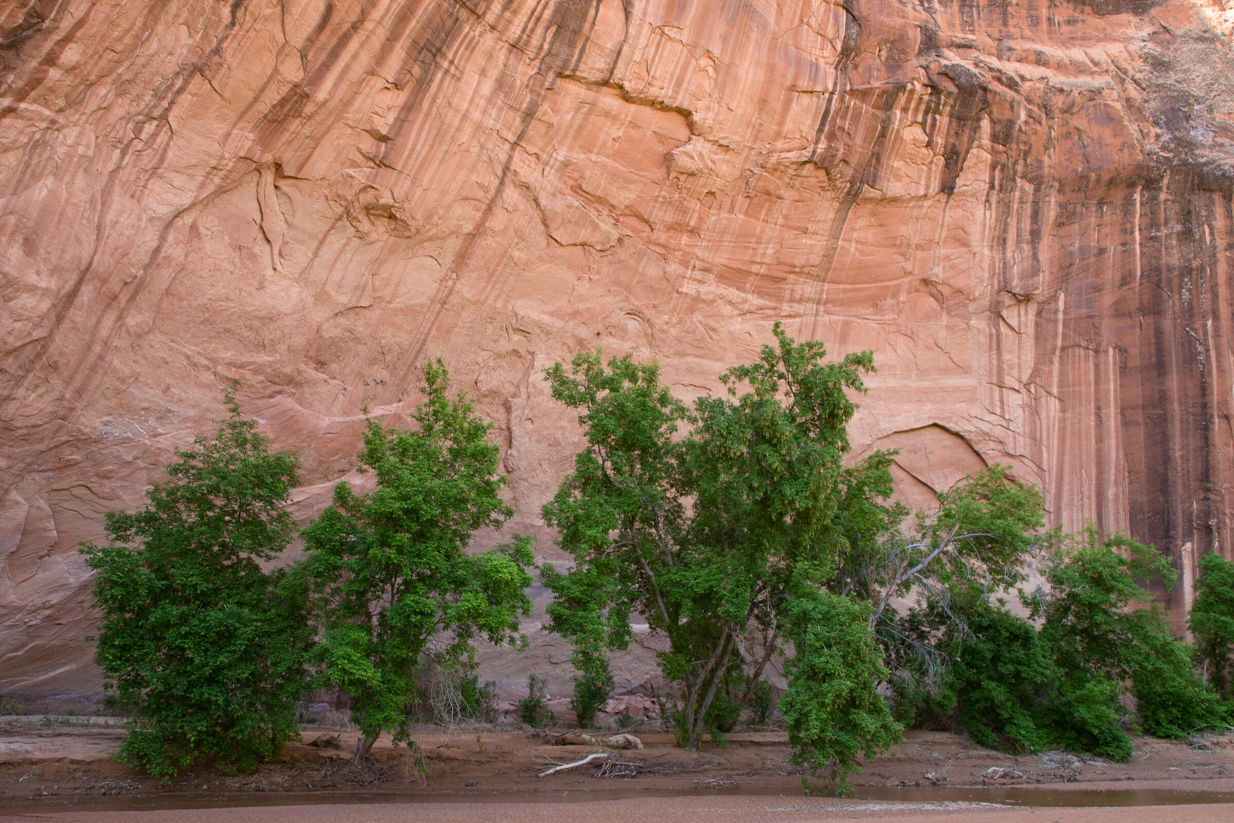 Bäume unter einer Alcove im Coyote Gulch