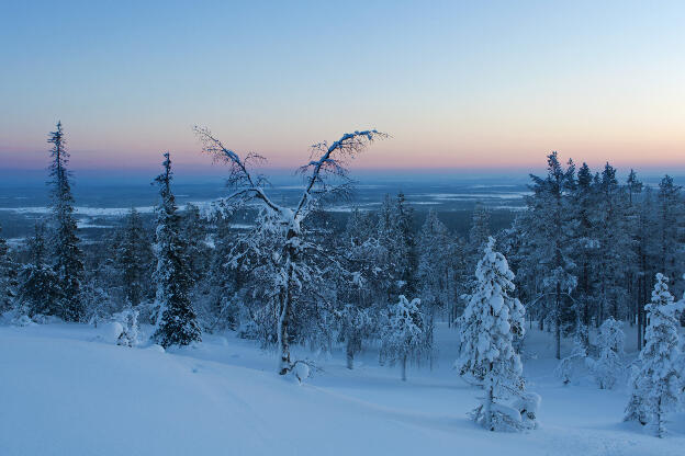 Schneebedeckter Wald in Lappland