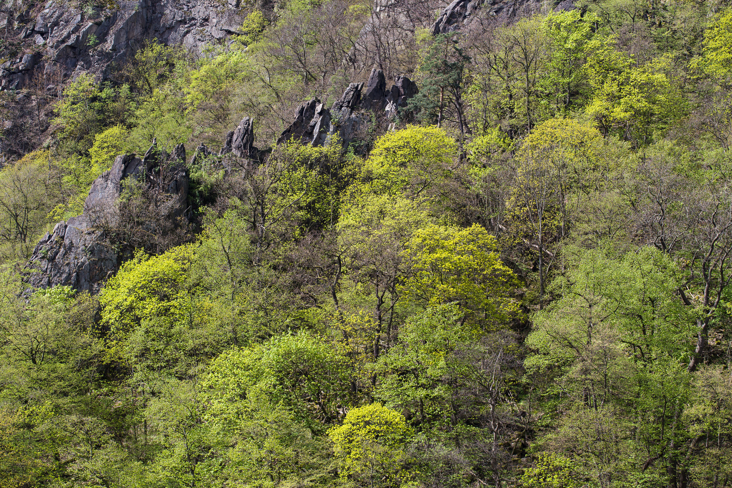 Ramberggranit im Bodetal