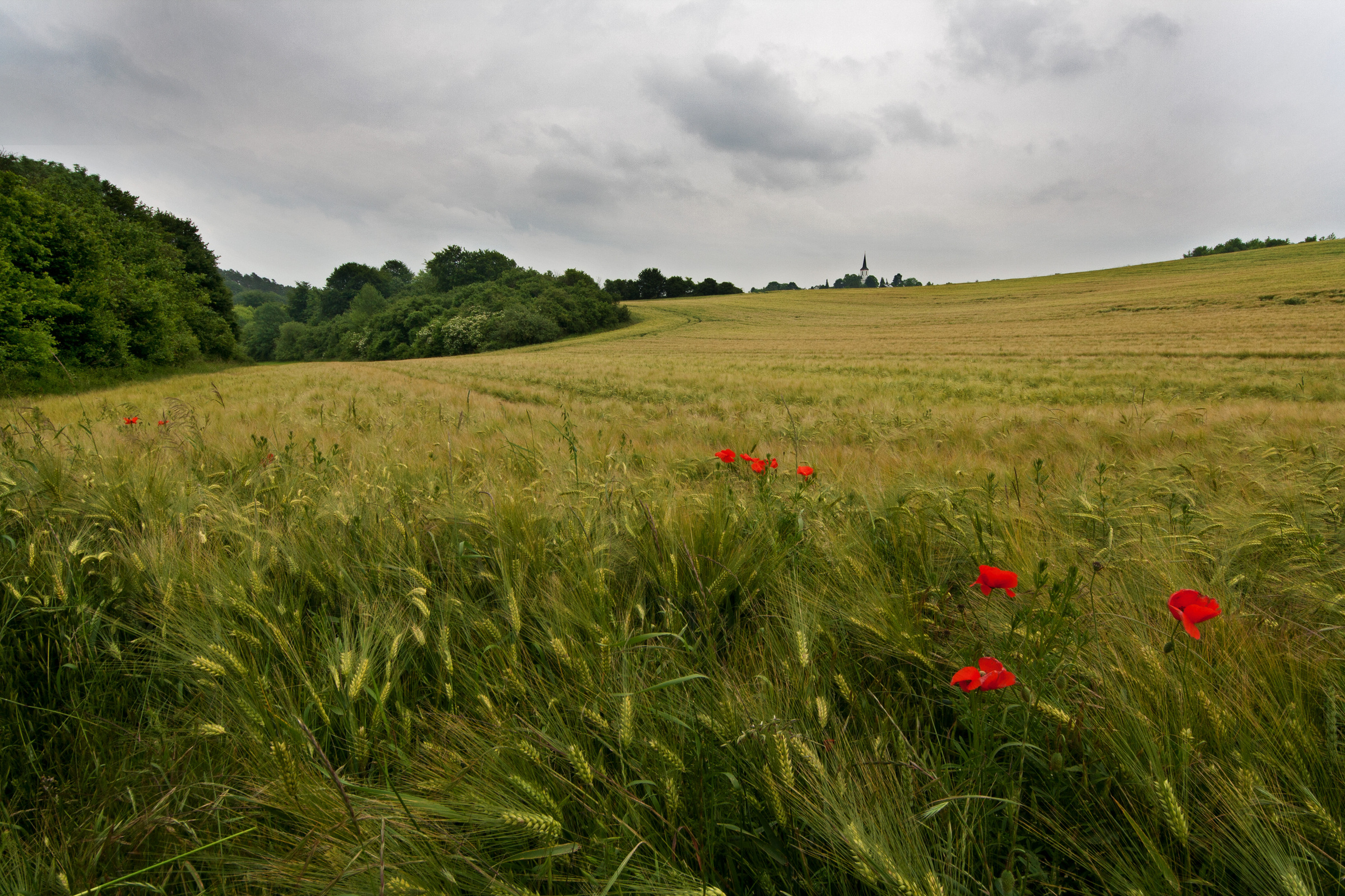 Mohnblumen im Kornfeld