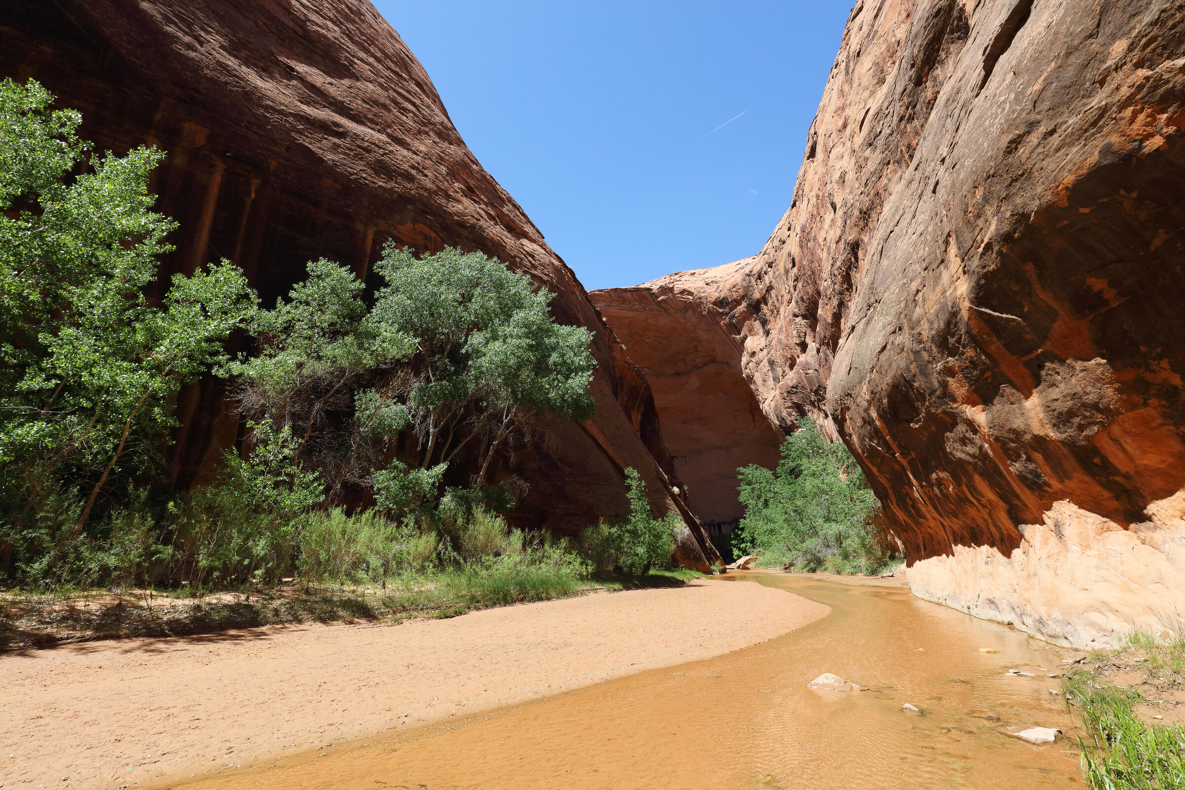 Coyote Creek im Coyote Gulch