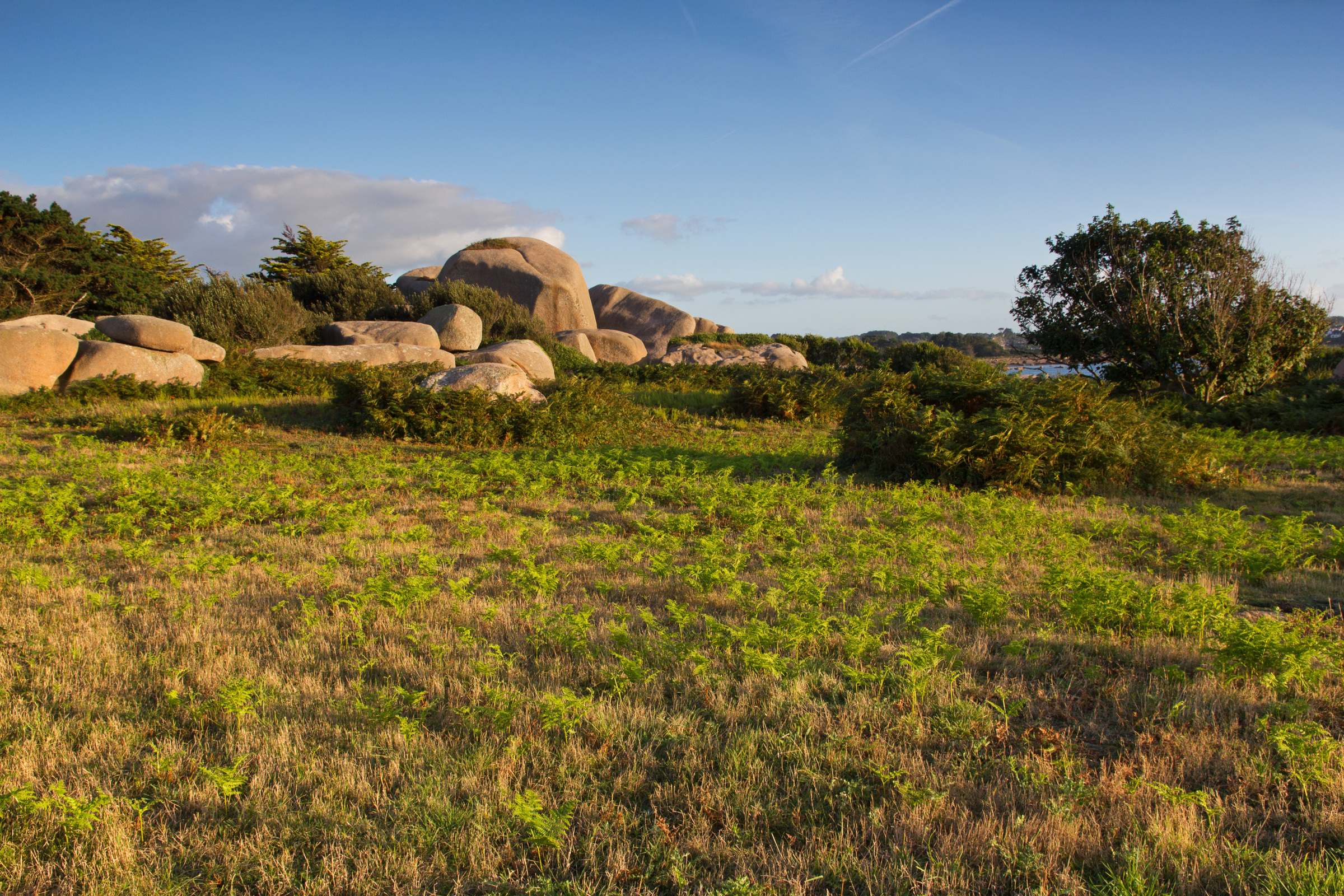 Wiese an der Côte de Granit Rose