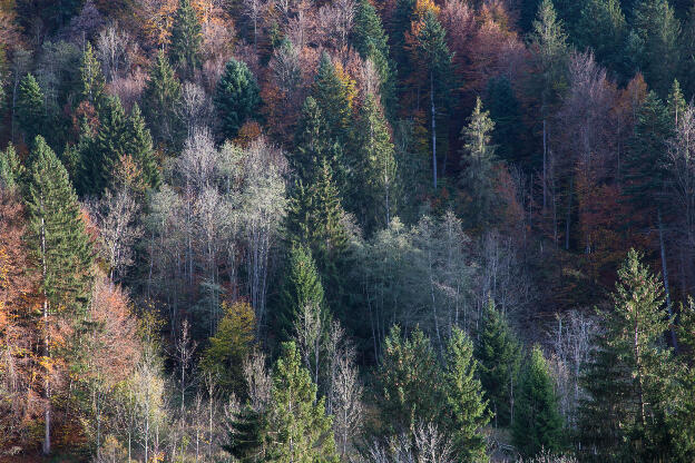 Allgäuer Mischwald im späten Herbst