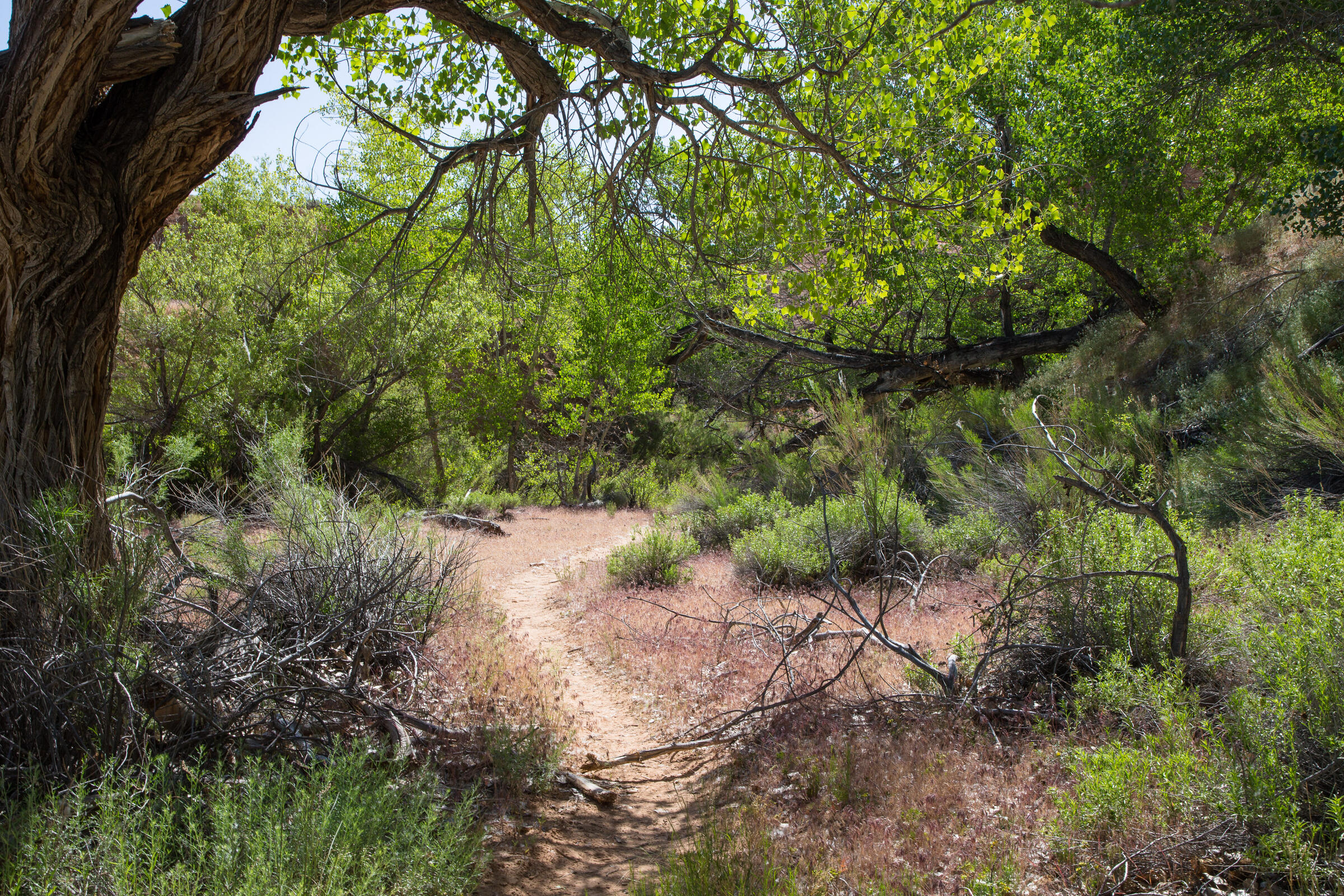 Wanderweg im Dry Fork Wash