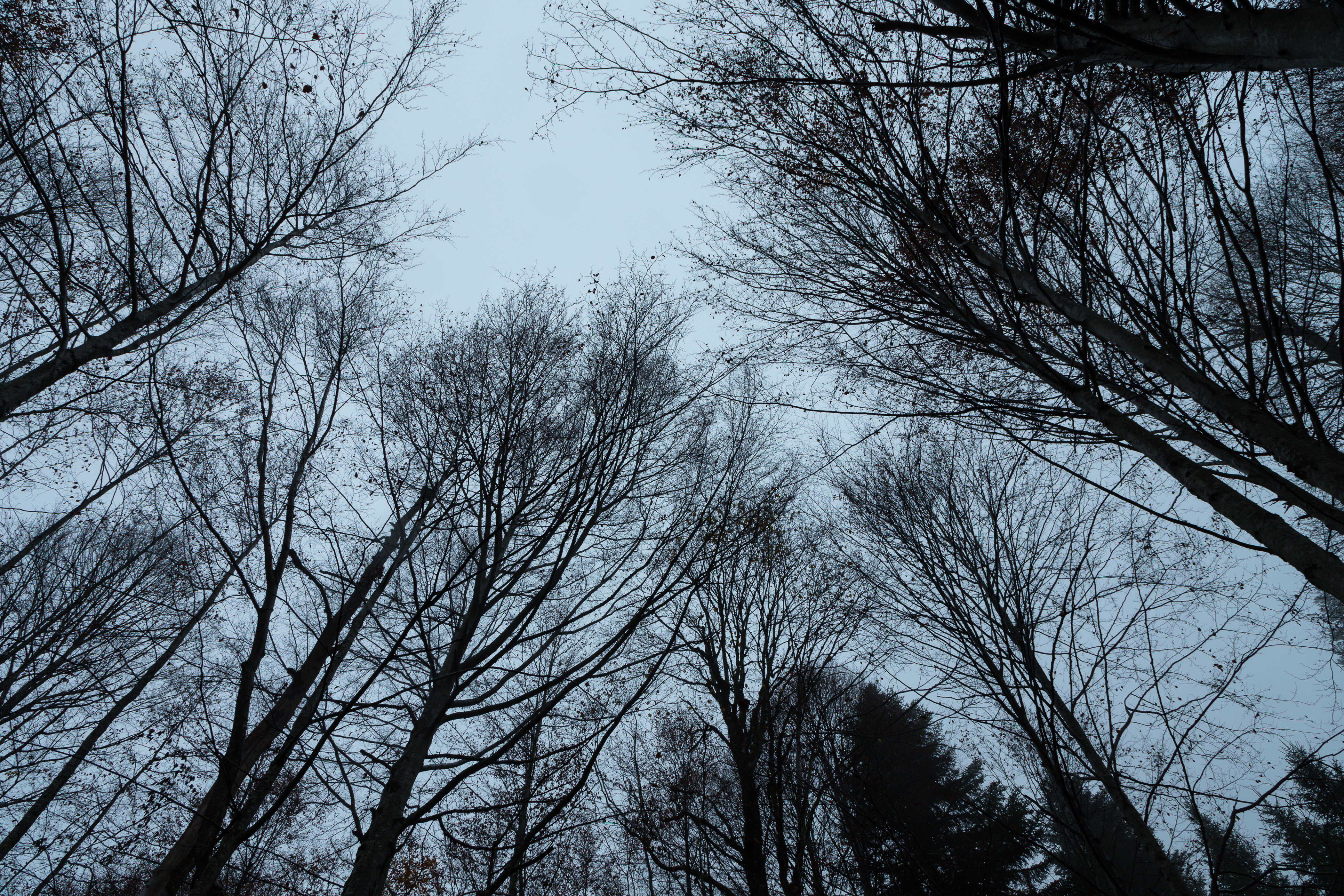 Baumkronen von Birken im Winter