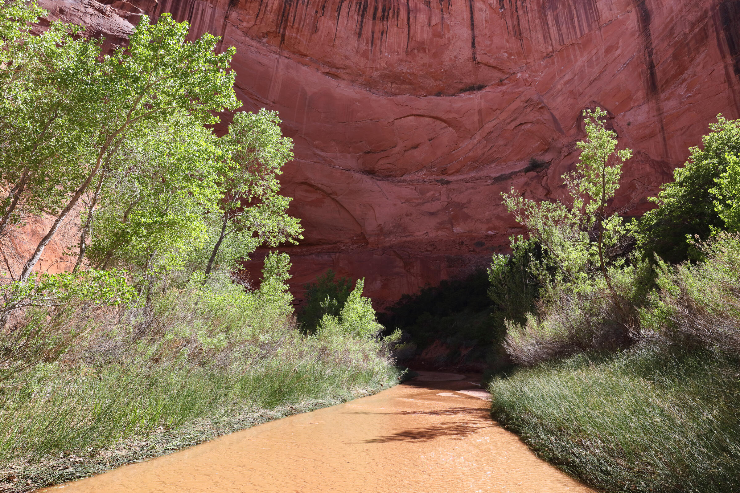 bewachsenes Ufer des Coyote Creek