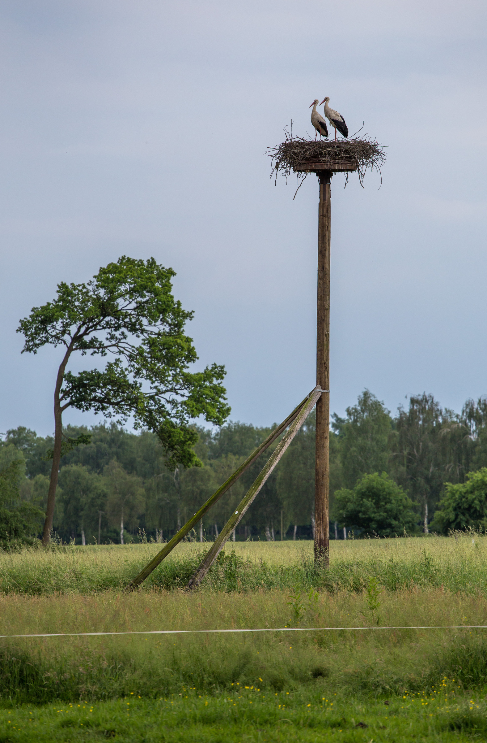 Storche im Storchennest