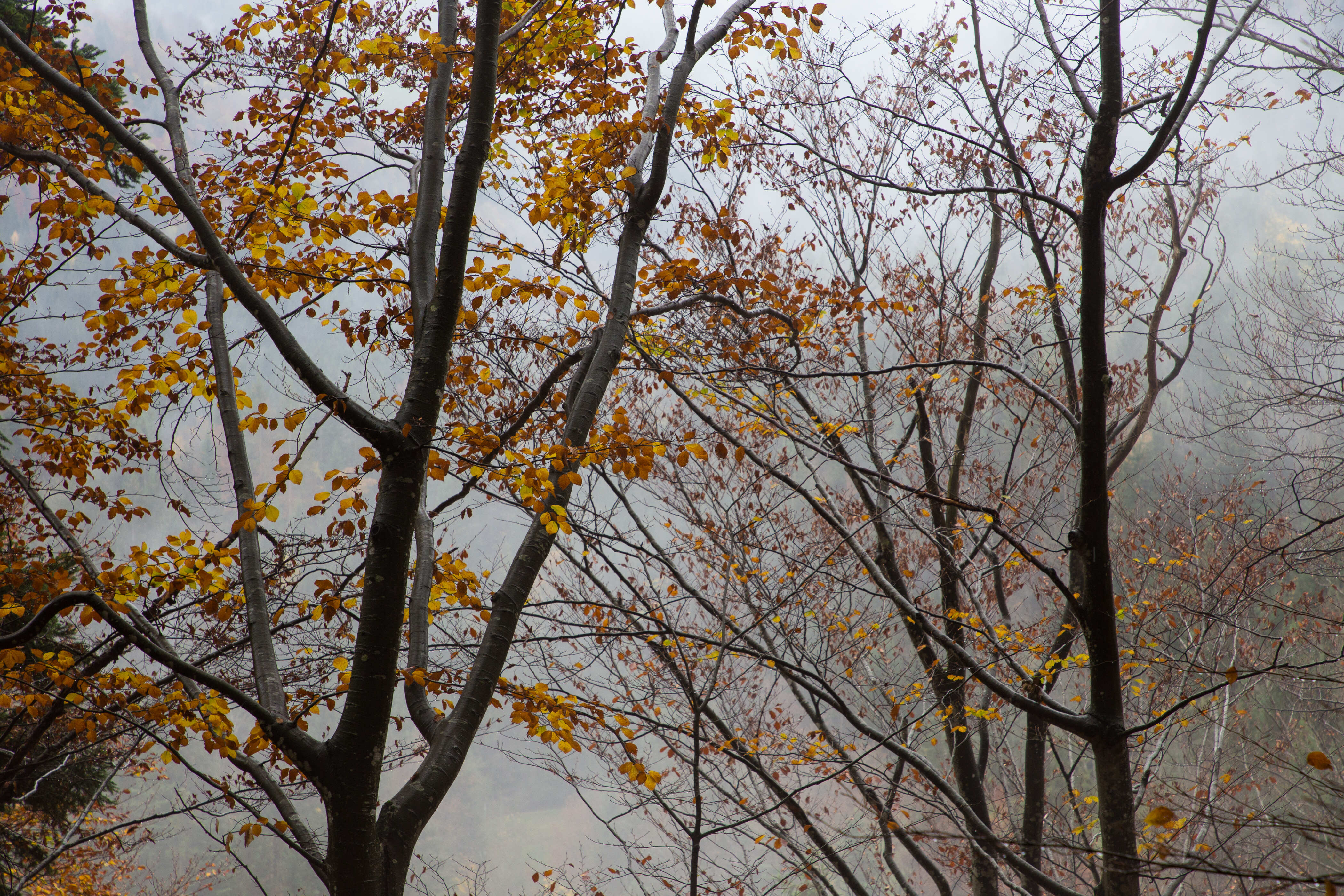 braune Blätter in der Baumkorne einer Buche  bei Nebel
