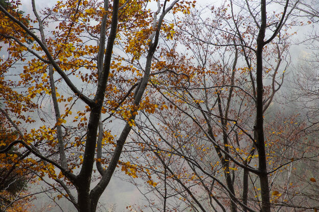 braune Blätter in der Baumkorne einer Buche  bei Nebel