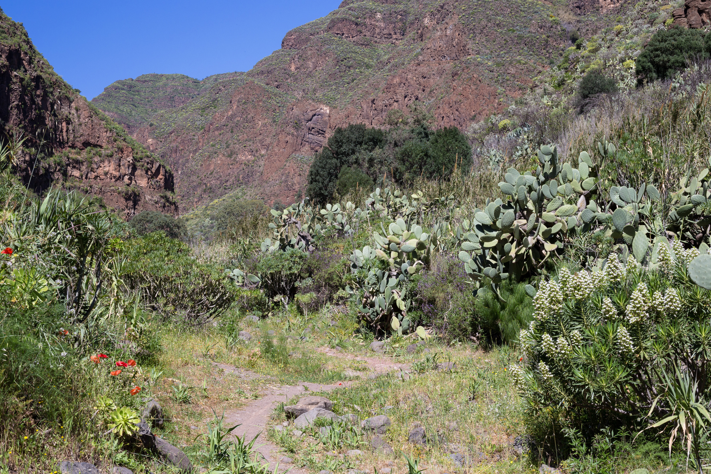 Wanderung im Barranco de Guayadeque