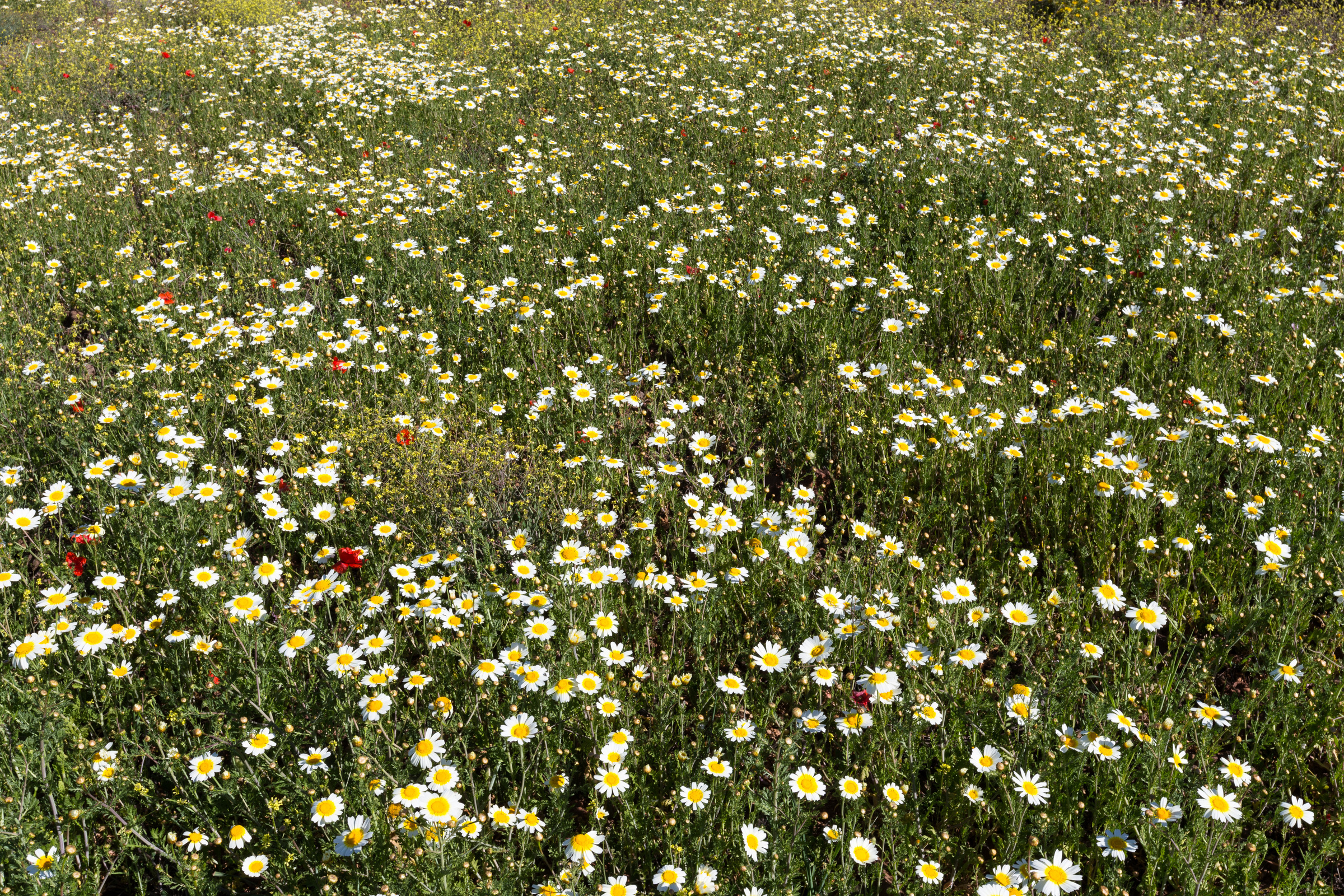 Margeriten Blumenwiese