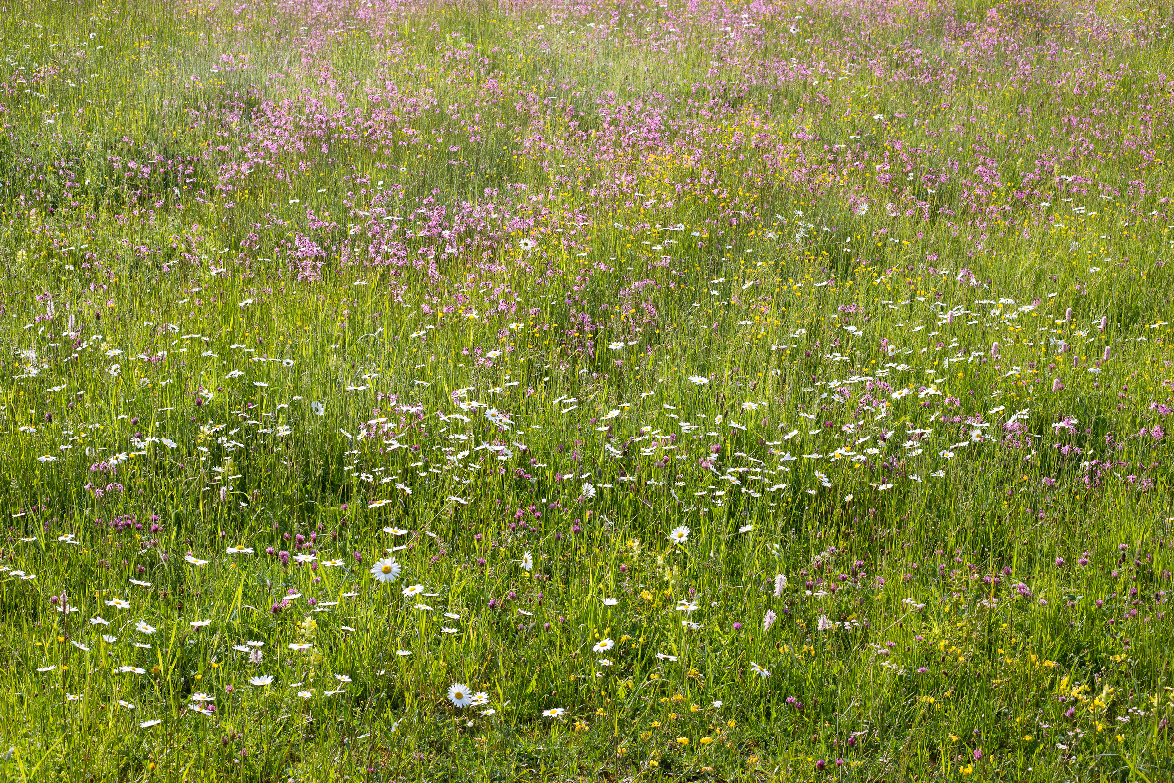 Blumenwiese mit rosa und weißen Blüten