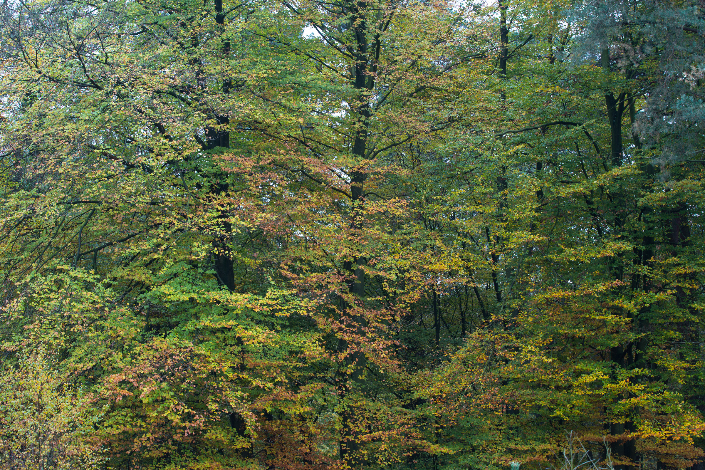 Herbststimmung am Waldrand