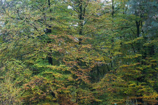 Herbststimmung am Waldrand