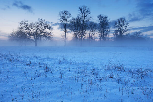 Nebel in einer winterliche Auenlandschaft