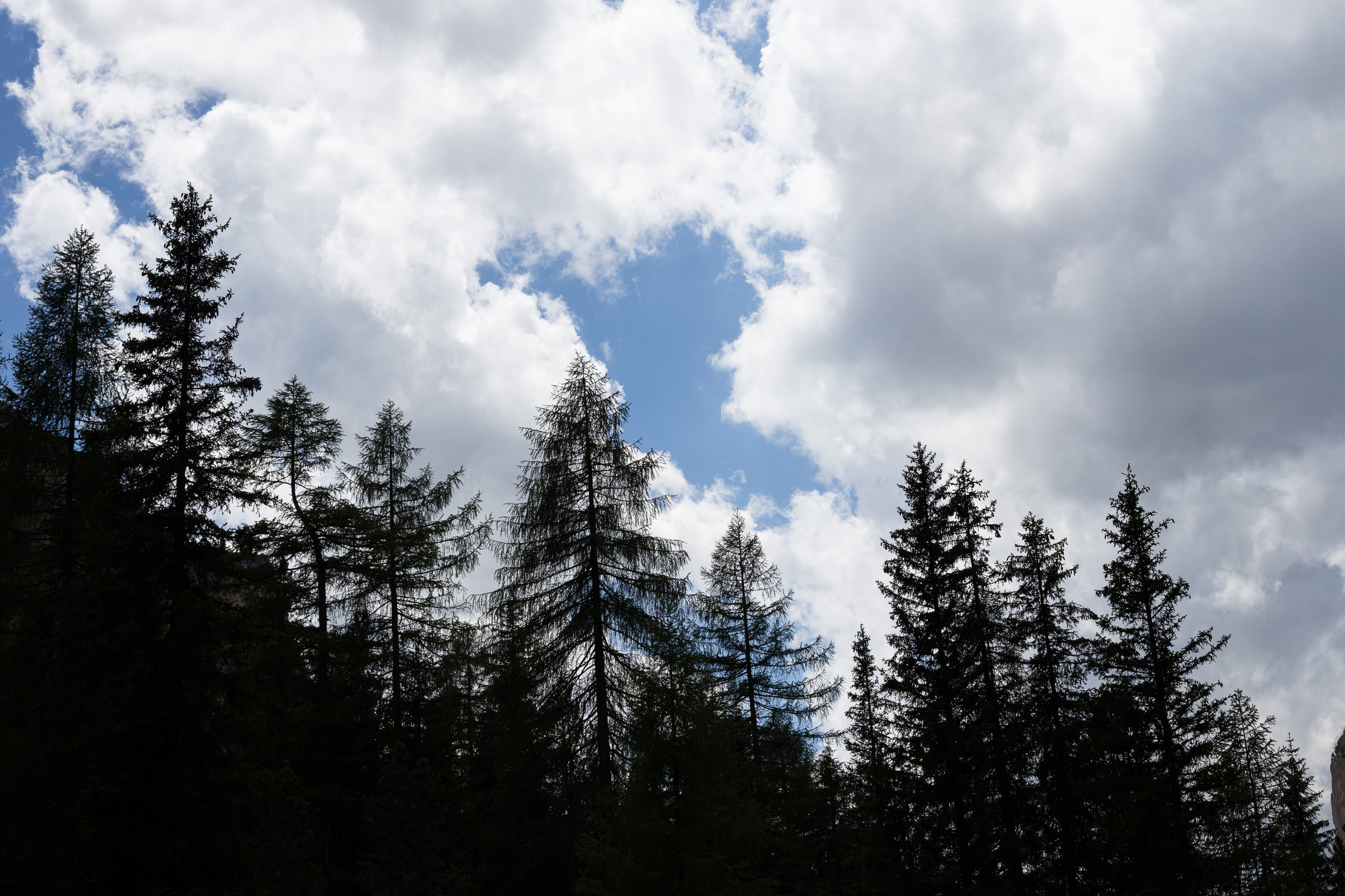 Nadelbaum Silhouette