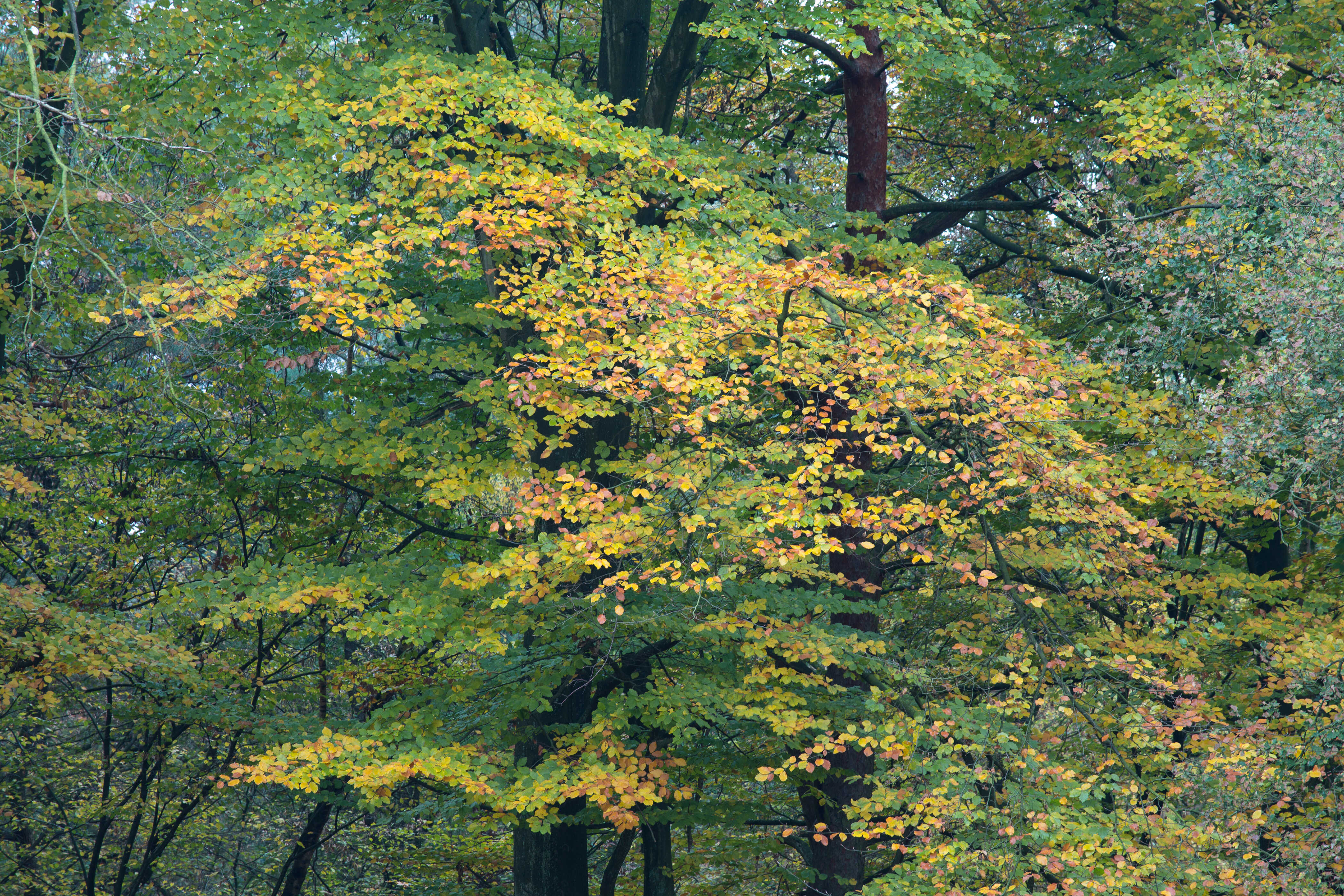 gelb-grüne Blätter zur Herbstfärbung
