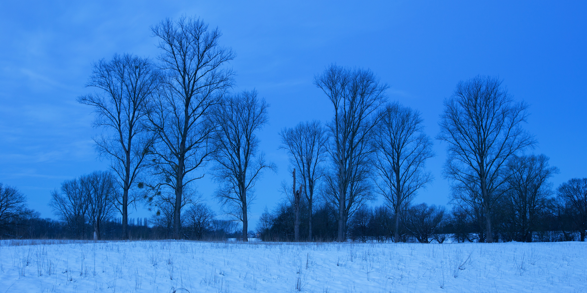 Pappelforst zur blauen Stunde im Winter