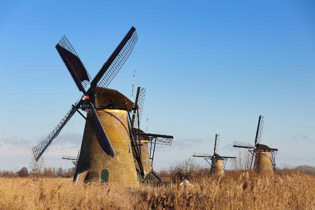Windmühlen im Schilffeld in Kinderdijk