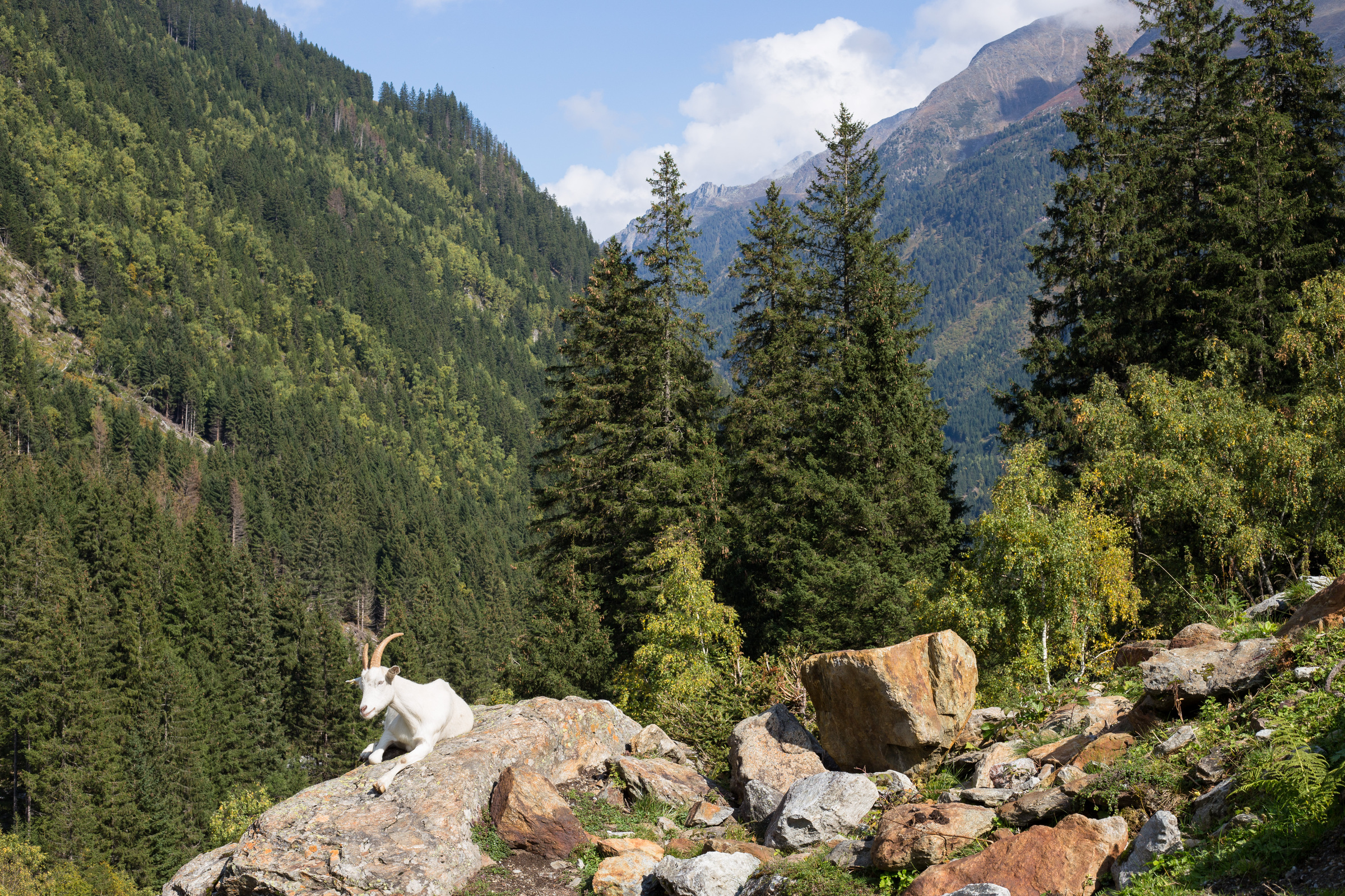 Ziege auf einem Felsvorsprung im Stubaital