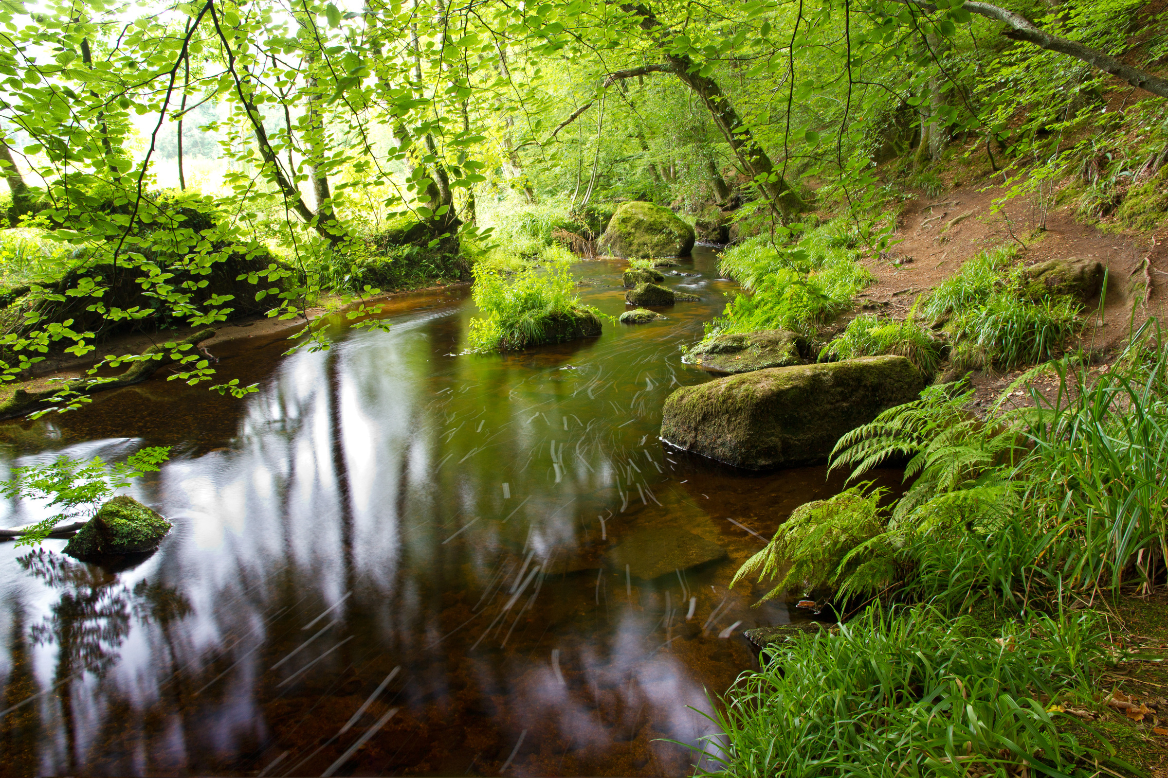 Bach im Wald von Huelgoat
