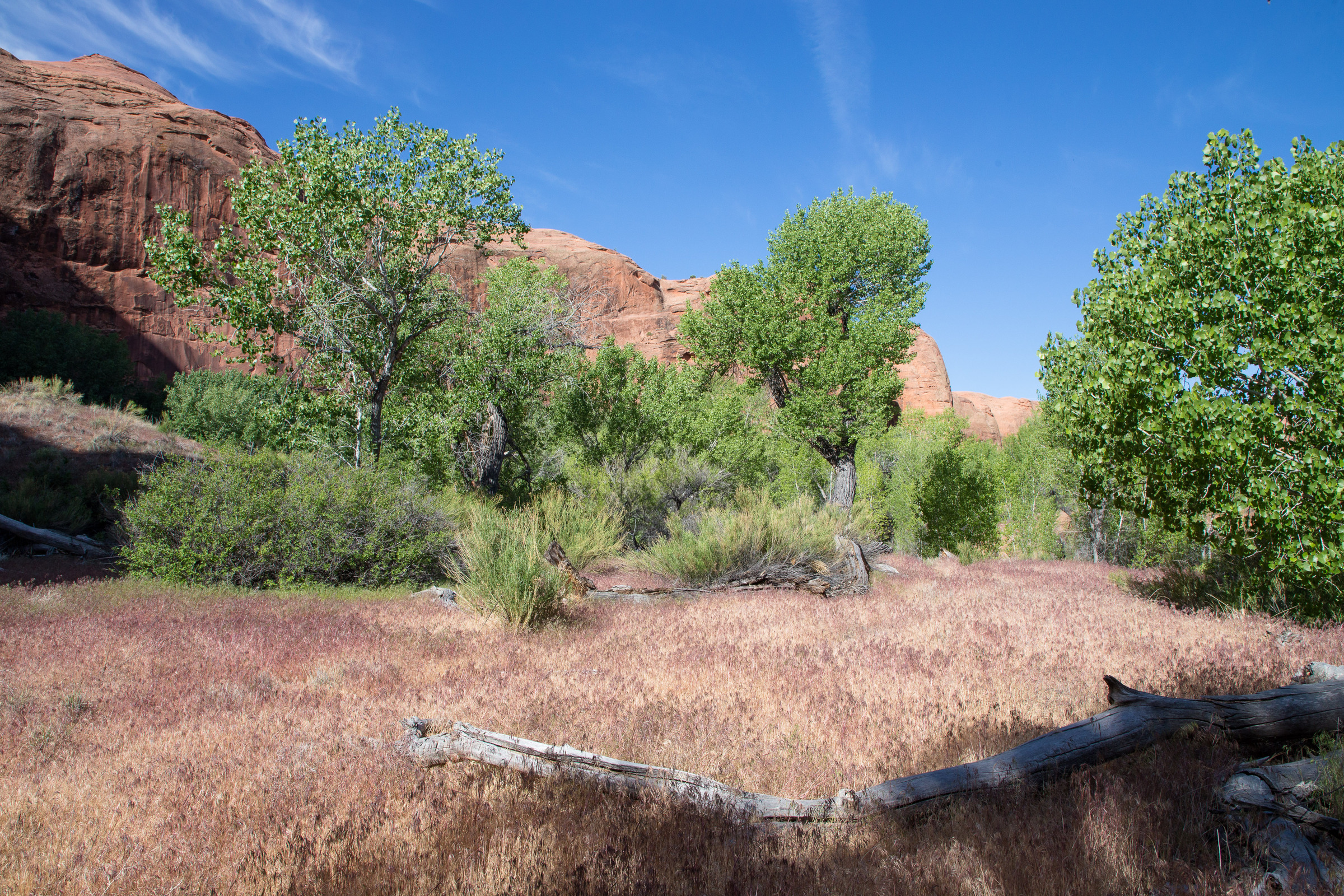 trockene Wiese im Coyote Gulch