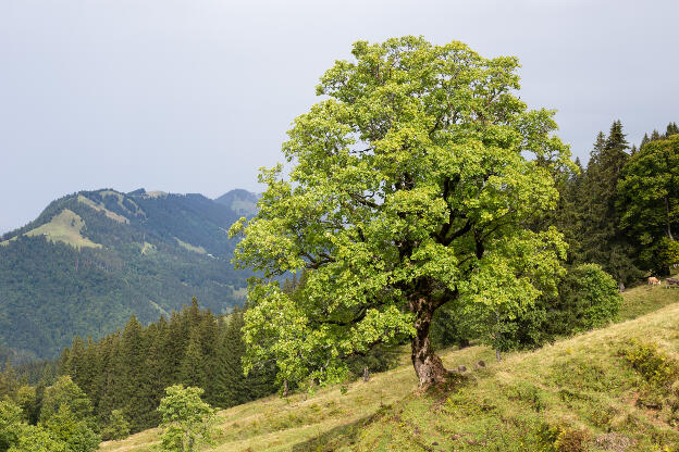 Baum im Lanzenbachtal