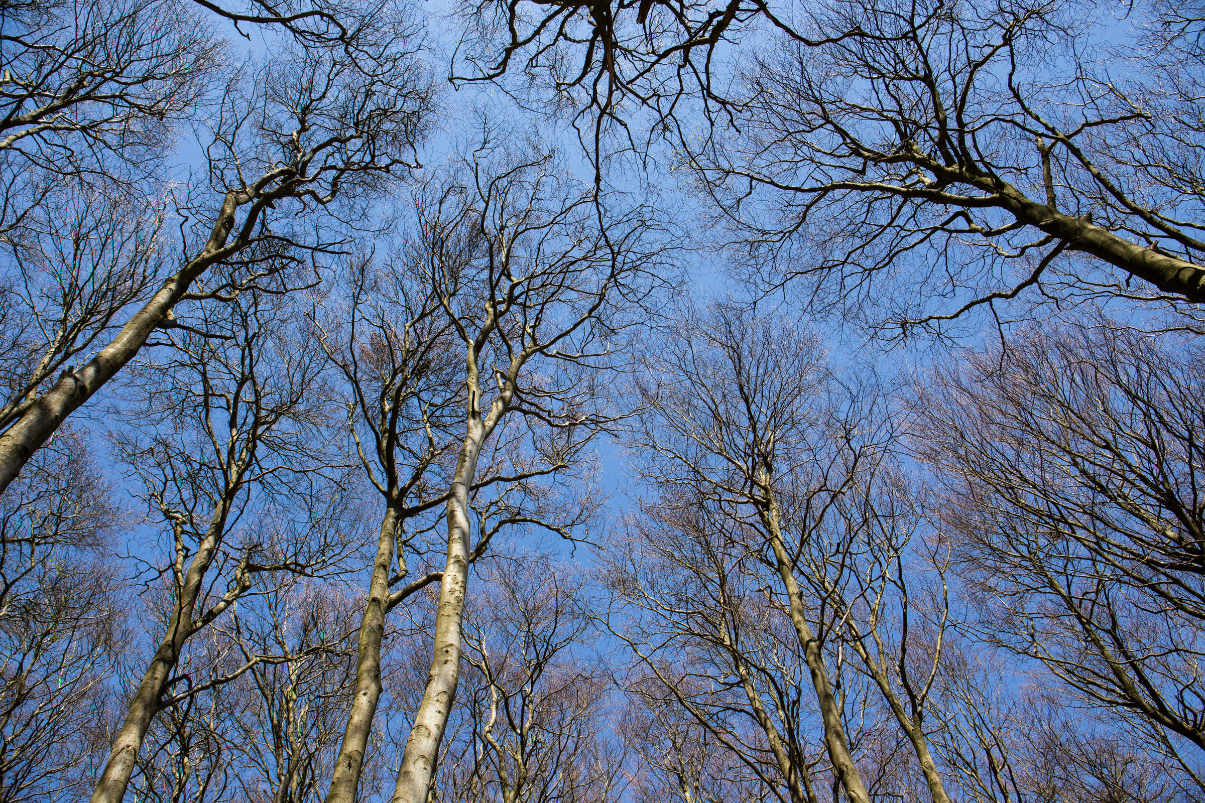Äste vor blauem Himmel
