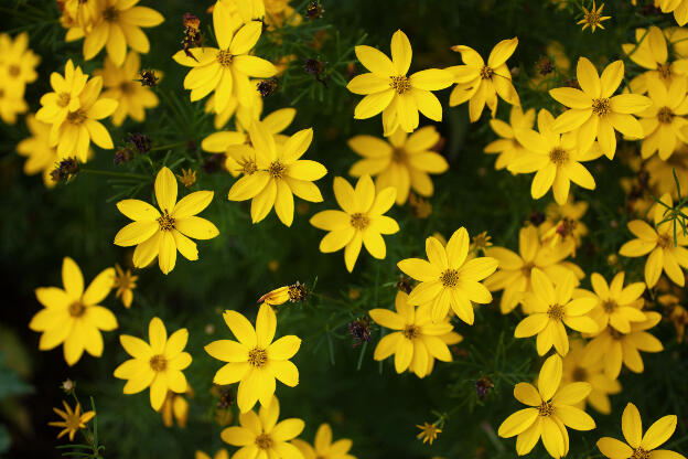 Gelbes Blumenmeer