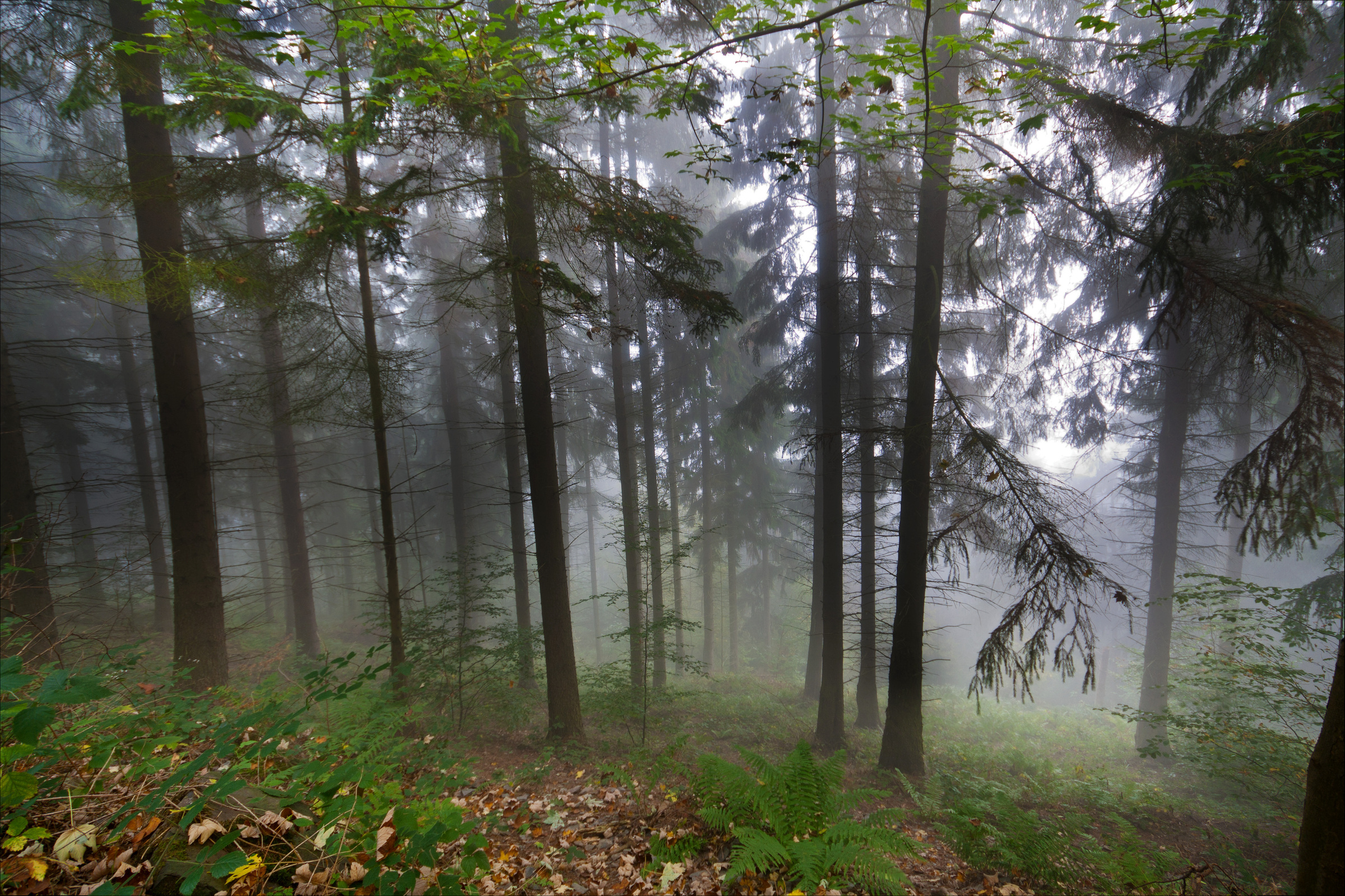 Nebel zwischen Nadelbäumen in der Eifel