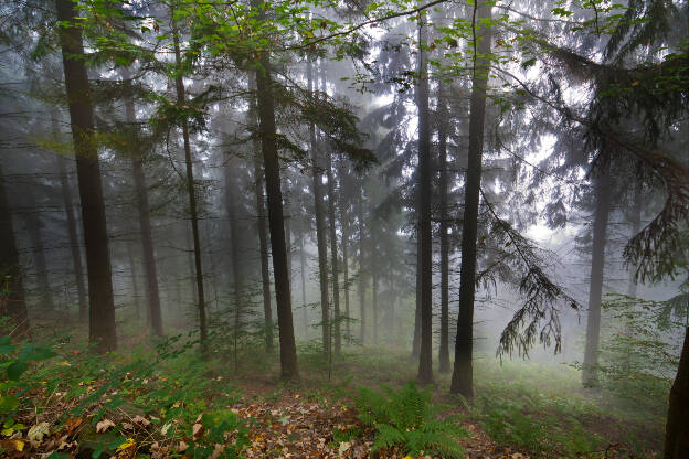 Nebel zwischen Nadelbäumen in der Eifel