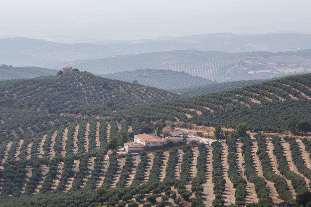 Finca zwischen Olivenbaumfeldern