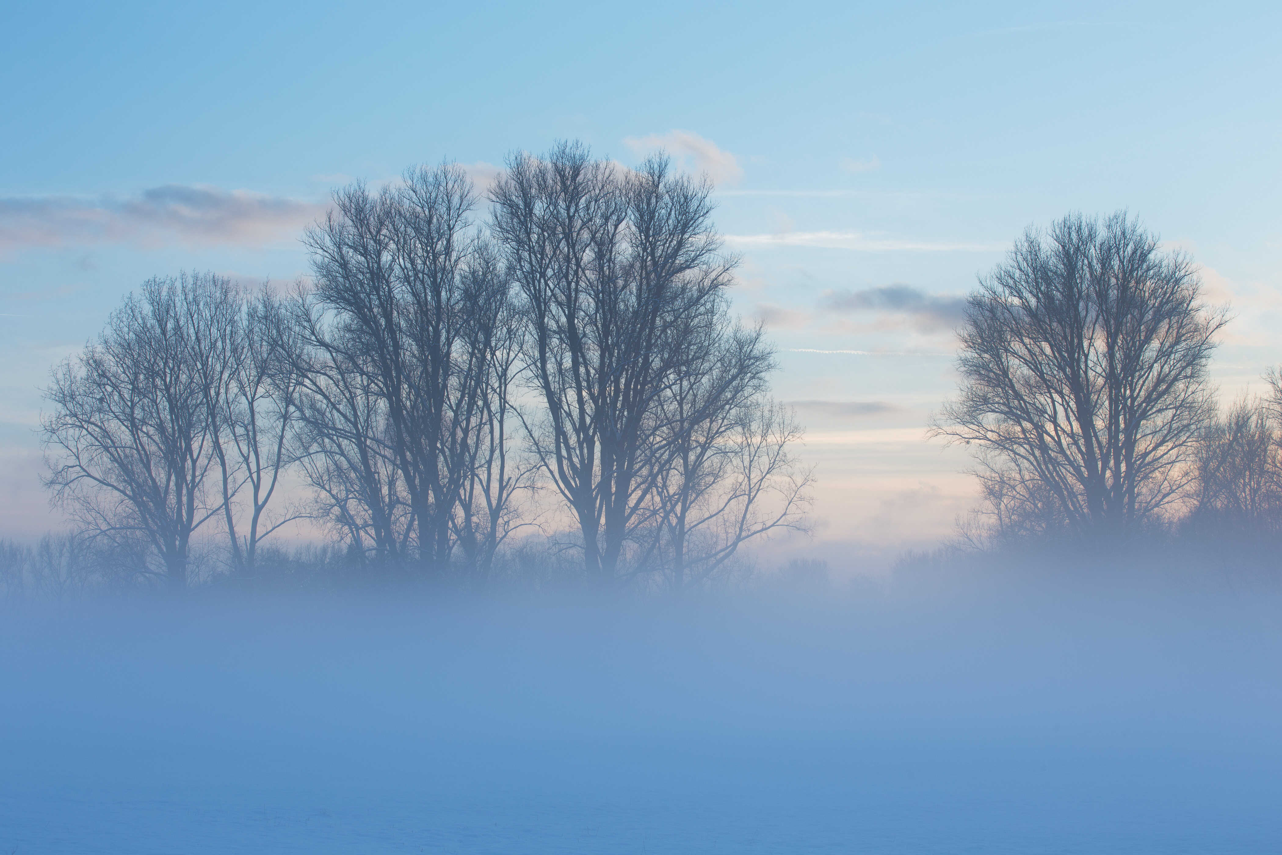 Bäume versinken im Nebel