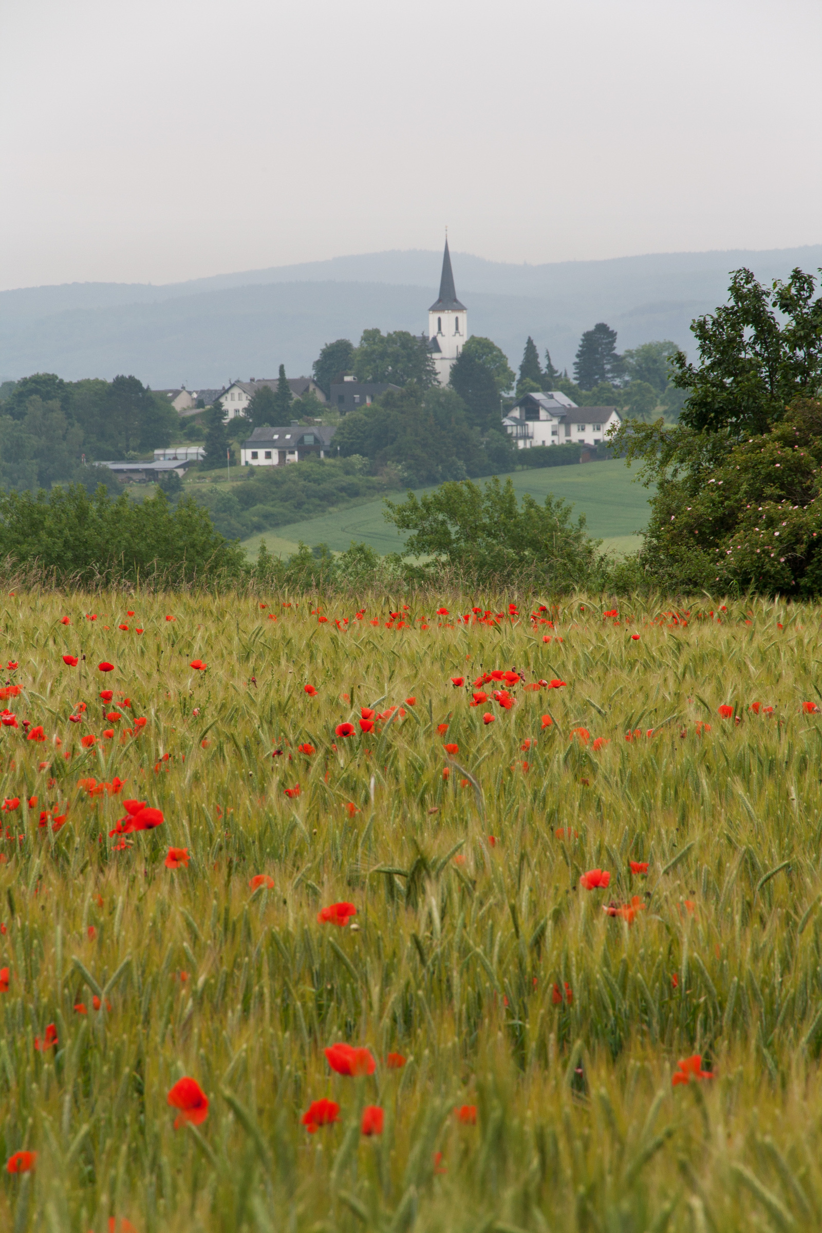 Mohnblumen im Kornfeld