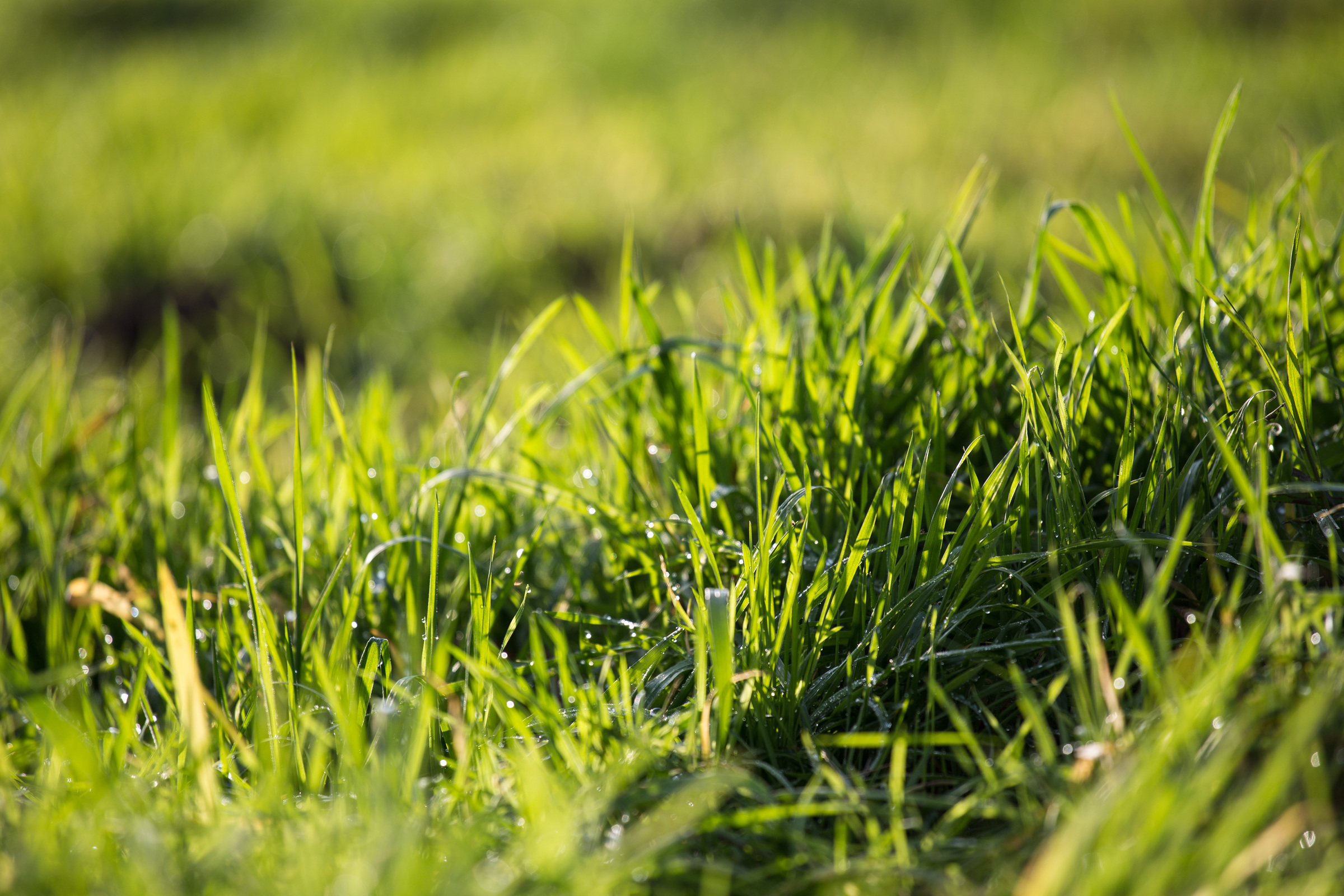 Grünes Gras