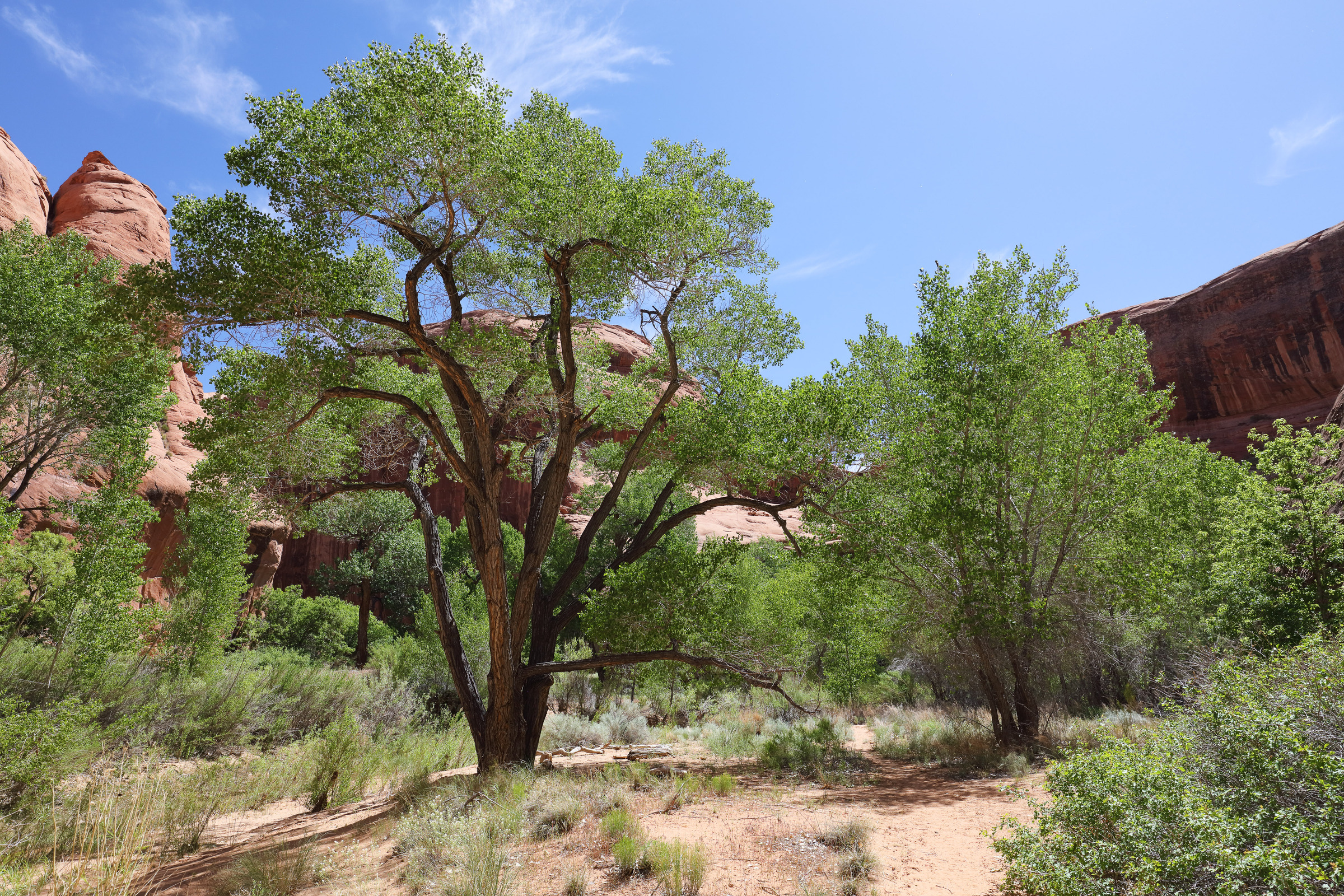 Cottonwood Baum an der Confluence
