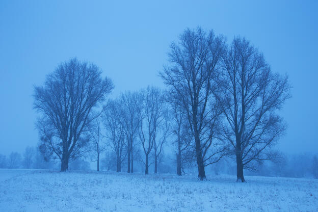Pappelbäume in den Siegauen im Winter